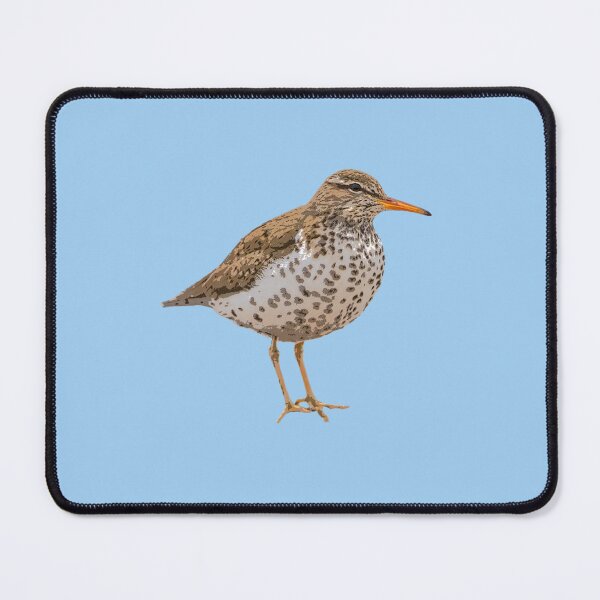 Item preview, Spotted Sandpiper Color Design  designed and sold by designsasstultd.