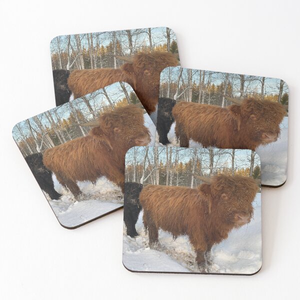 Item preview, Scottish Highland Cattle Bulls 4708 designed and sold by SaarelaHighland.