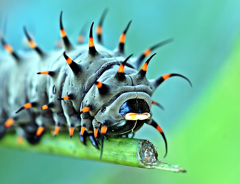 2. Creepy Crawly Nail Art - wide 10