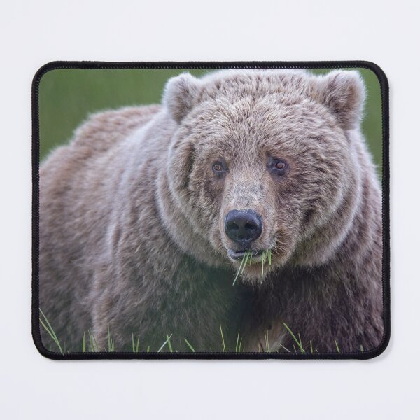 Item preview, Brown Bear in the Sedge Grass Meadow 3 Alaska designed and sold by PhotoArt by Joan Carroll.