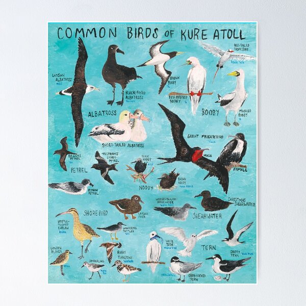 Item preview, Common Birds of Kure Atoll designed and sold by KureAtoll.