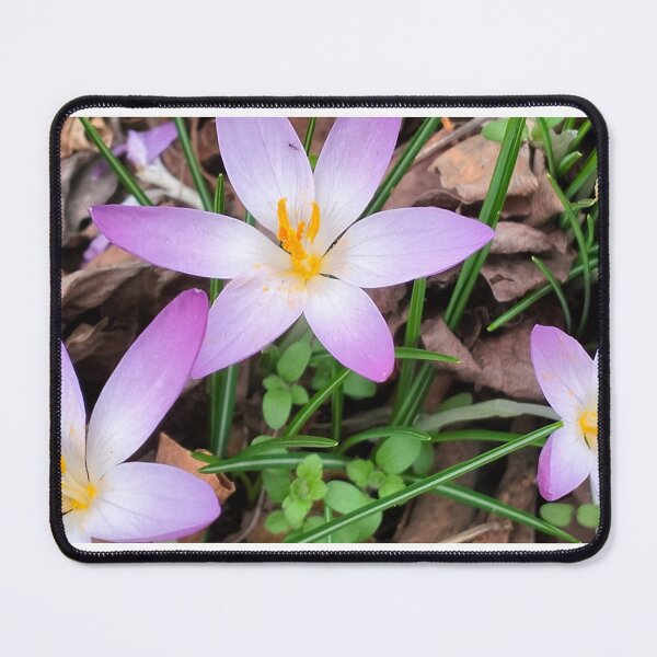 Item preview, Spring in Poland and violet crocuses designed and sold by lusiakotowska.