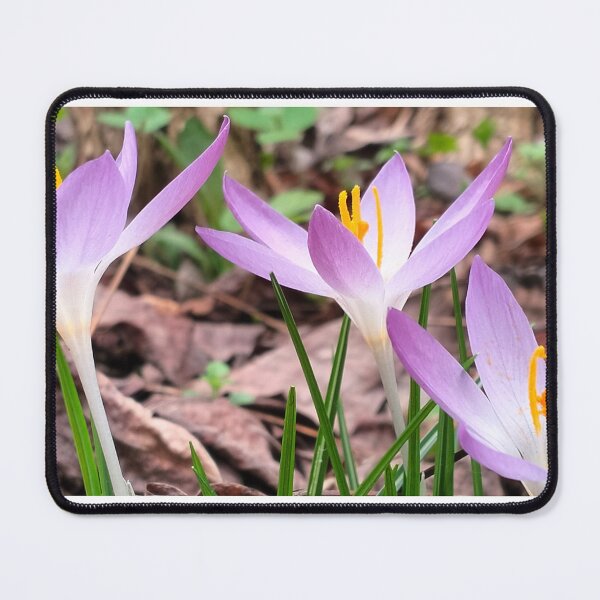 Item preview, Spring in Poland and violet crocuses designed and sold by lusiakotowska.