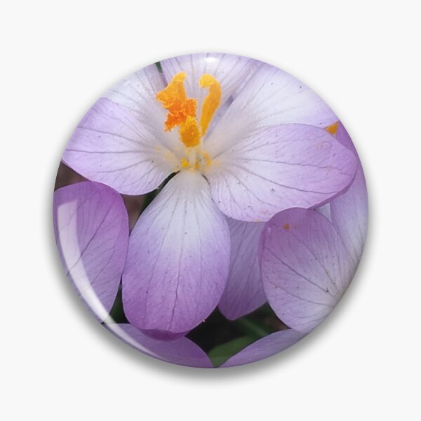 Item preview, Violet crocuses designed and sold by lusiakotowska.