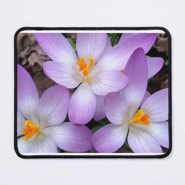 Item preview, Violet crocuses designed and sold by lusiakotowska.