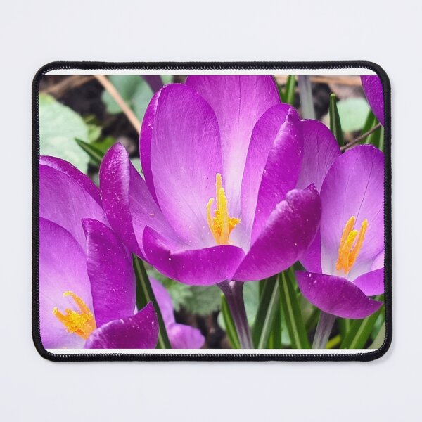 Item preview, Violet crocuses designed and sold by lusiakotowska.