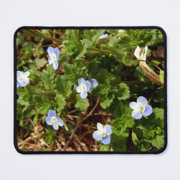 Item preview, Clump of Birdseye Speedwell designed and sold by gistinker.