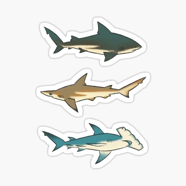 Produits sur le th me Requin Marteau Redbubble