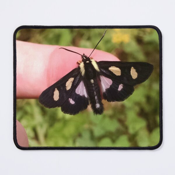 Item preview, Six Spotted Forester Moth designed and sold by ravenmenel.