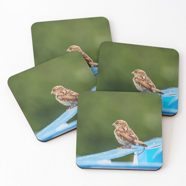 Item preview, Another Plucky Sparrow designed and sold by Eidetic Photos.