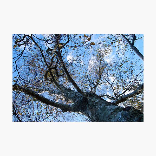 Autumn Bliss II Photographic Print