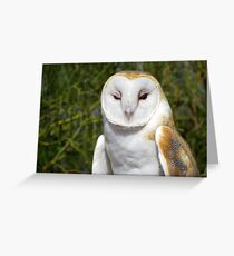 Barn Owl ~ Hey baby....... Greeting Card