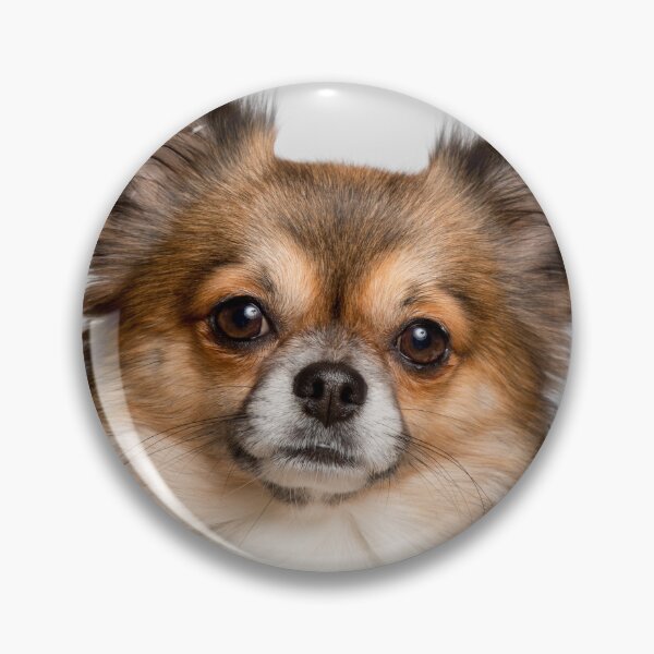 Item preview, Portrait of Long Haired Chihuahua Dog designed and sold by VanGaldo.