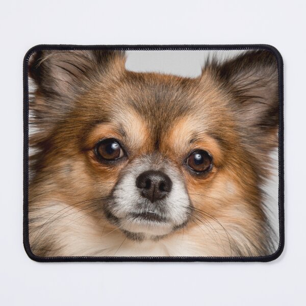 Item preview, Portrait of Long Haired Chihuahua Dog designed and sold by VanGaldo.
