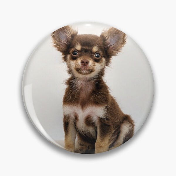 Item preview, Cute Brown Chihuahua Puppy designed and sold by VanGaldo.