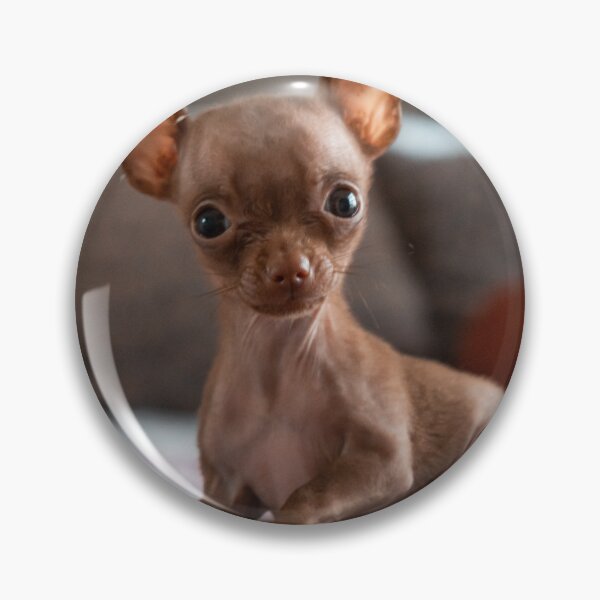 Item preview, Lovely Brown Chihuahua Puppy designed and sold by VanGaldo.