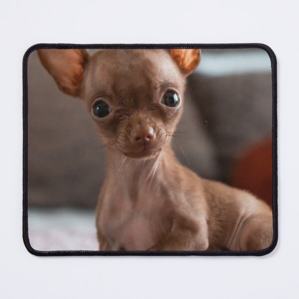 Item preview, Lovely Brown Chihuahua Puppy designed and sold by VanGaldo.