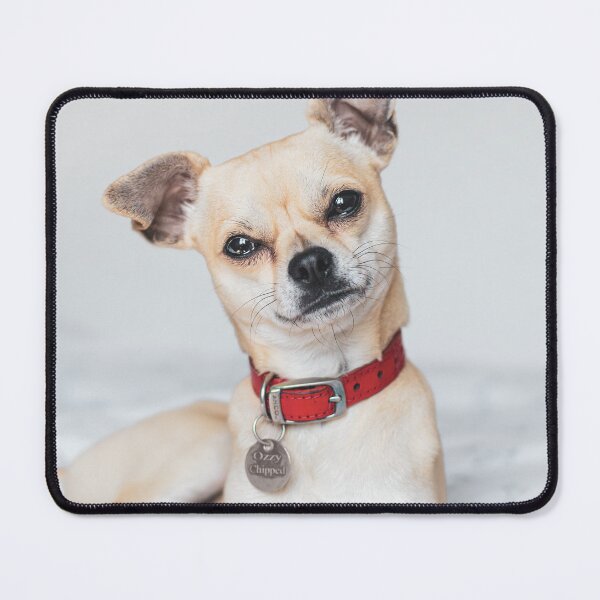 Item preview, Relaxing Chihuahua Dog designed and sold by VanGaldo.
