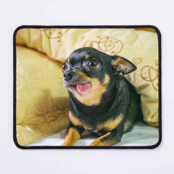 Item preview, Funny Looking Chihuahua Dog designed and sold by VanGaldo.