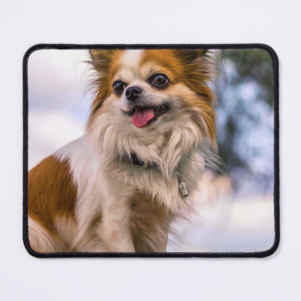 Item preview, Long Haired Chihuahua Dog Resting on Wood designed and sold by VanGaldo.