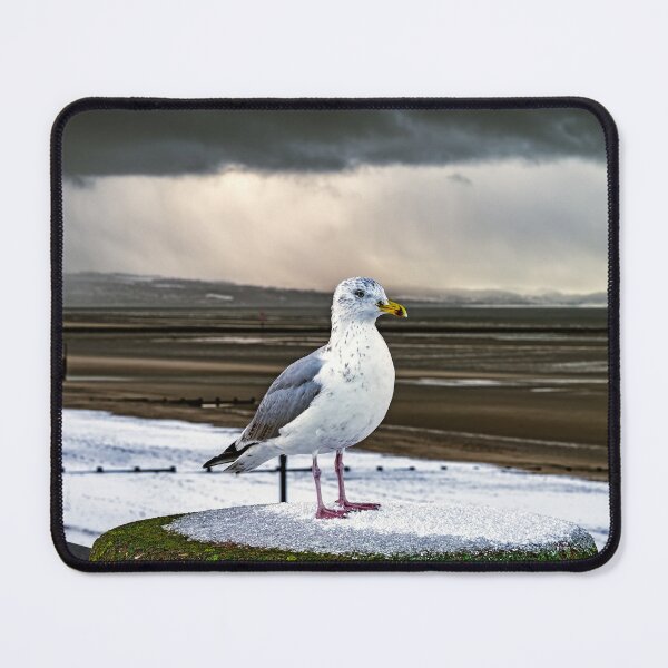 Item preview, Herring Gull In The Snow designed and sold by AJEvans.