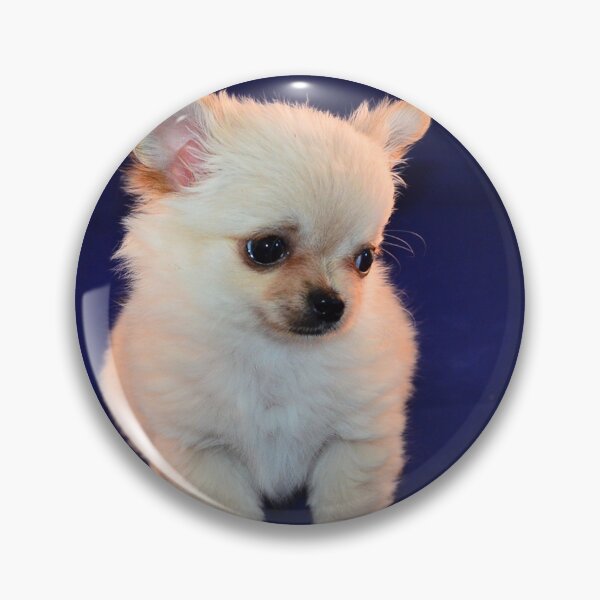 Item preview, Cute Shy White Chihuahua Puppy designed and sold by VanGaldo.