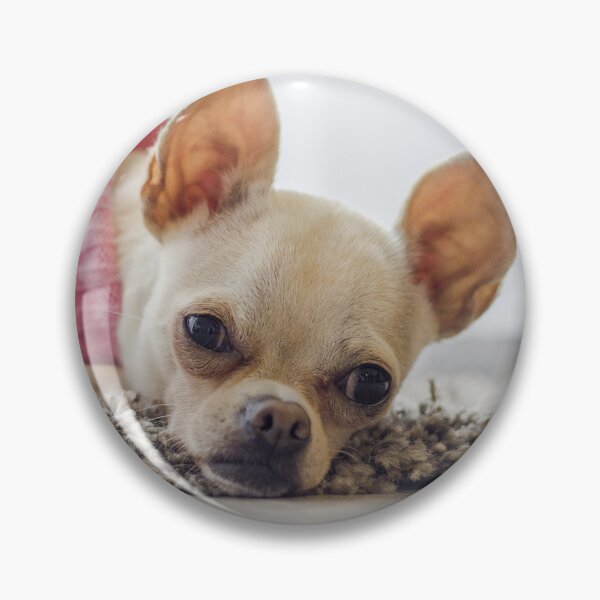 Item preview, Chihuahua Dog Lying on the Carpet designed and sold by VanGaldo.
