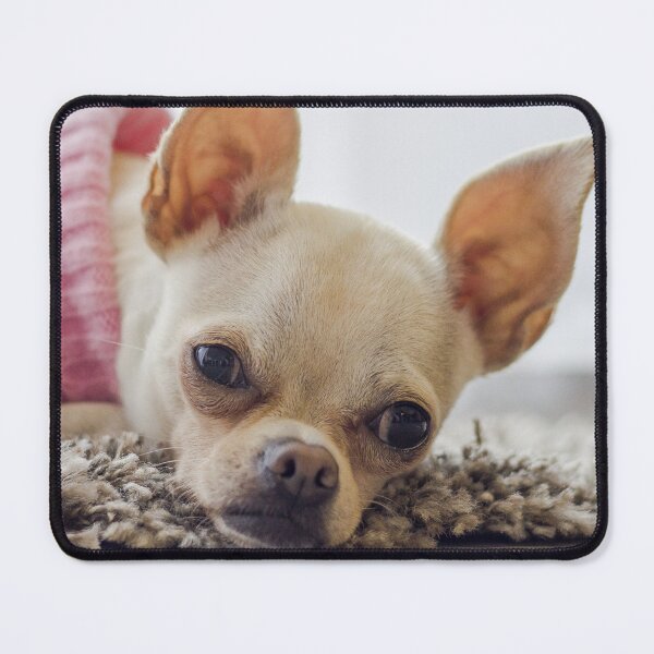 Item preview, Chihuahua Dog Lying on the Carpet designed and sold by VanGaldo.