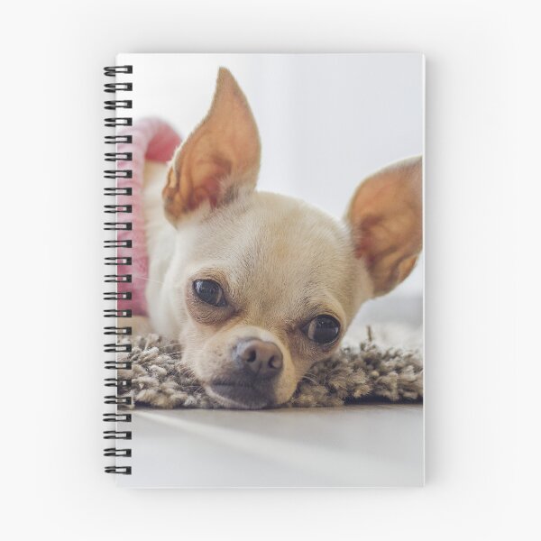Item preview, Chihuahua Dog Lying on the Carpet designed and sold by VanGaldo.