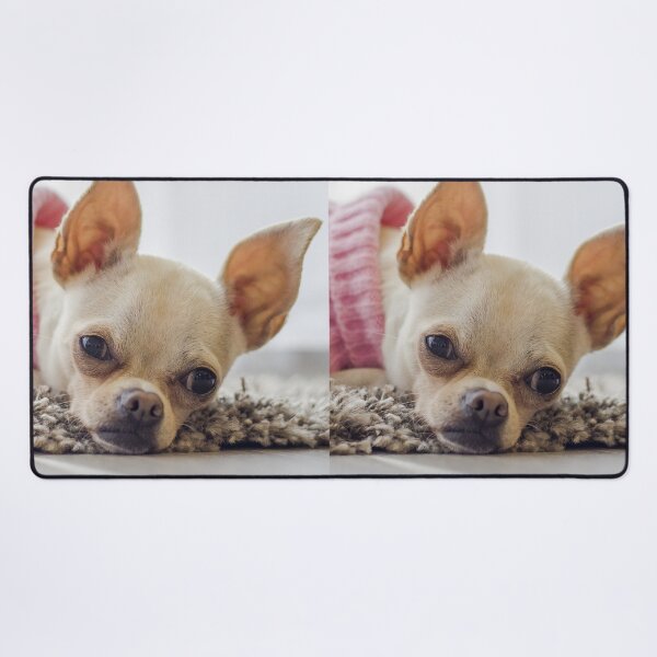 Item preview, Chihuahua Dog Lying on the Carpet designed and sold by VanGaldo.