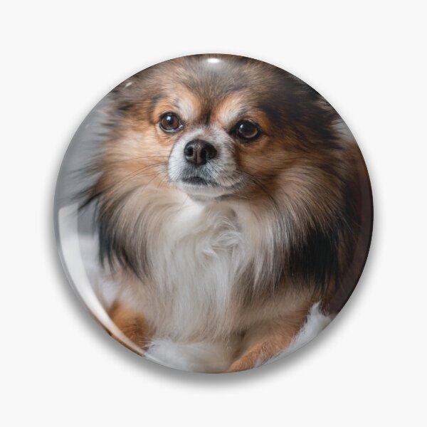 Item preview, Beautiful Fluffy Chihuahua Dog designed and sold by VanGaldo.