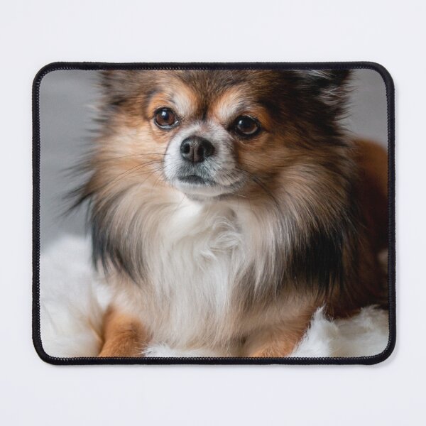 Item preview, Beautiful Fluffy Chihuahua Dog designed and sold by VanGaldo.
