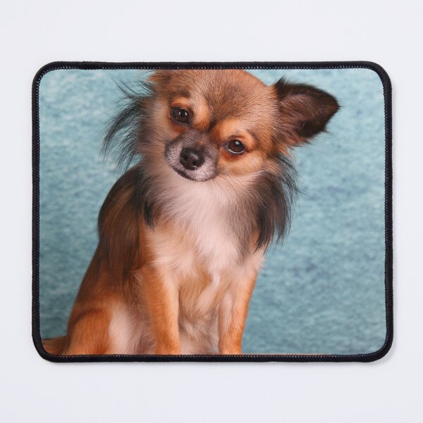 Item preview, Long Haired Chihuahua Dog Tilting Head designed and sold by VanGaldo.