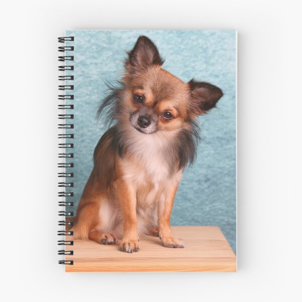 Item preview, Long Haired Chihuahua Dog Tilting Head designed and sold by VanGaldo.
