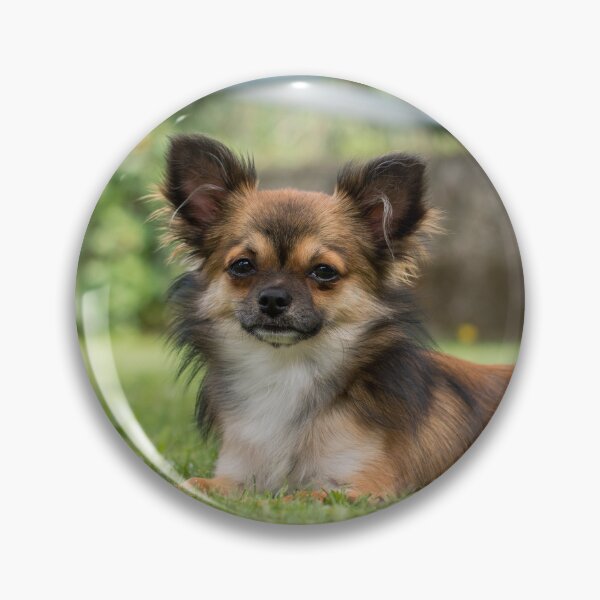 Item preview, Chihuahua Dog Lying on Green Grass designed and sold by VanGaldo.
