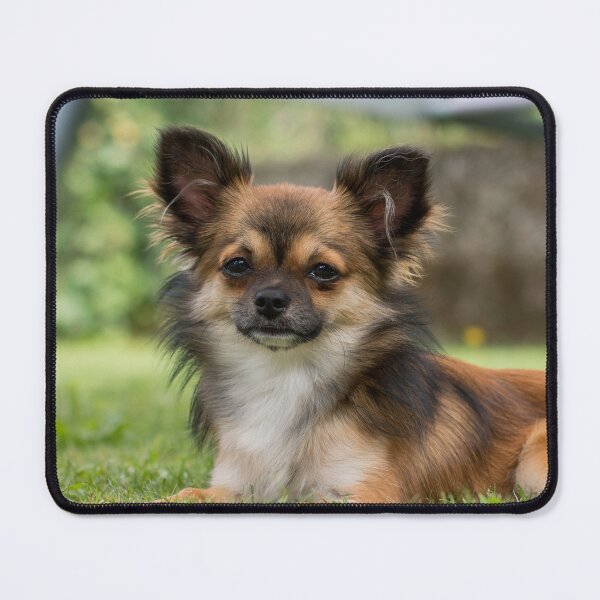 Item preview, Chihuahua Dog Lying on Green Grass designed and sold by VanGaldo.