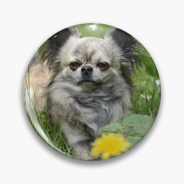 Item preview, Chihuahua Dog with Yellow Flower designed and sold by VanGaldo.