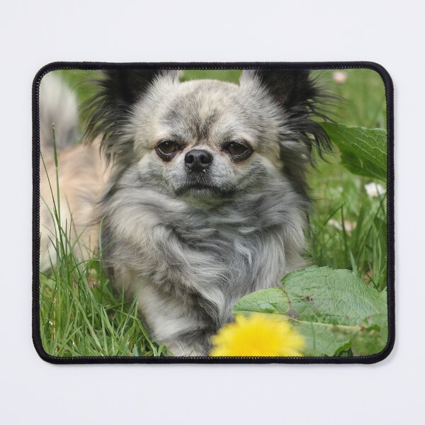 Item preview, Chihuahua Dog with Yellow Flower designed and sold by VanGaldo.