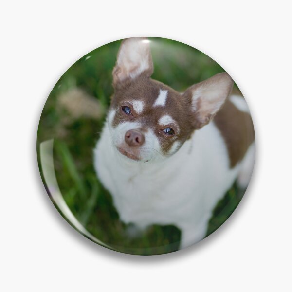 Item preview, Brown Chihuahua Dog at the Green Field designed and sold by VanGaldo.