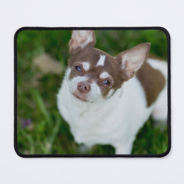 Item preview, Brown Chihuahua Dog at the Green Field designed and sold by VanGaldo.