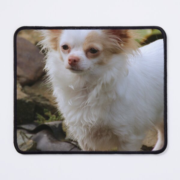 Item preview, Beautiful Fluffy Chihuahua Dog designed and sold by VanGaldo.