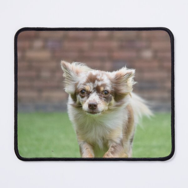 Item preview, Chihuahua Dog Loves Running designed and sold by VanGaldo.