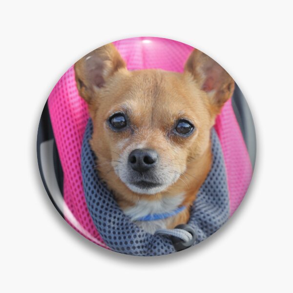 Item preview, Chihuahua Dog Inside the Backpack designed and sold by VanGaldo.