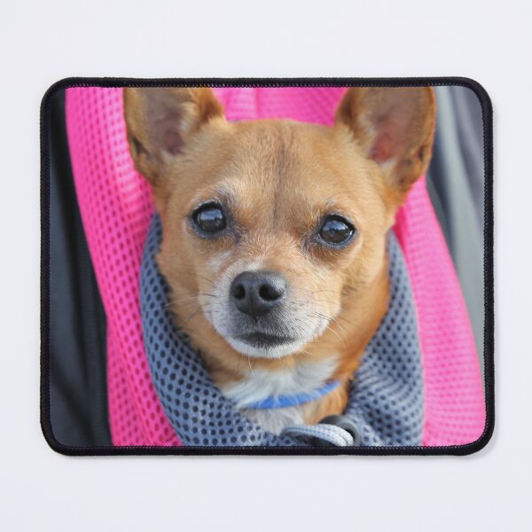 Item preview, Chihuahua Dog Inside the Backpack designed and sold by VanGaldo.