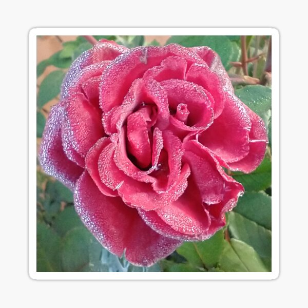 Item preview, Frosted Red Rose designed and sold by rainesgarden.