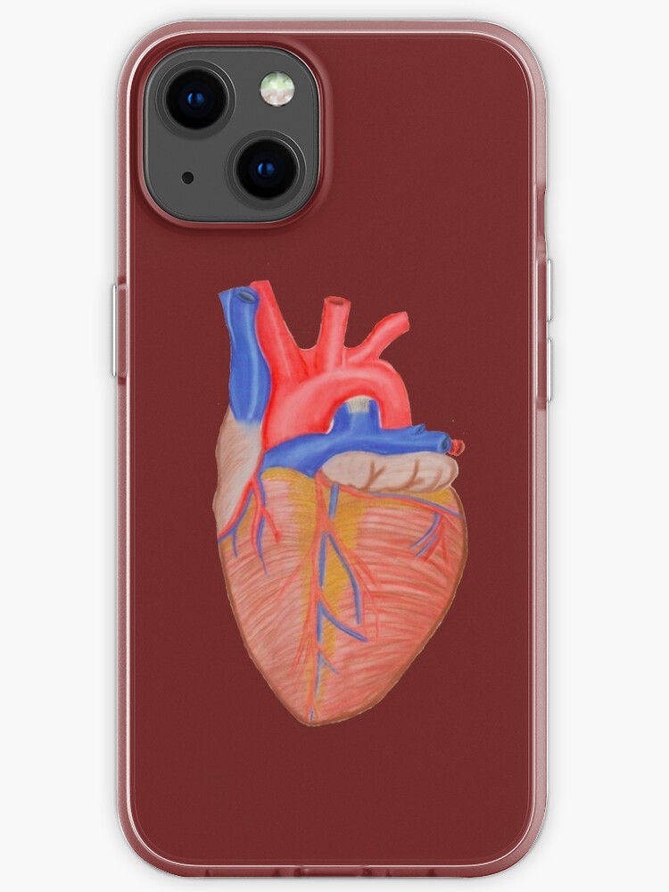 Anatomical heart no background