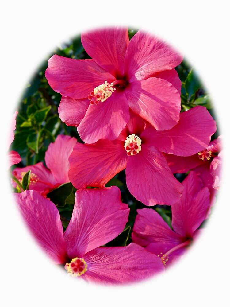 Hibiscus Flowers by douglasewelch