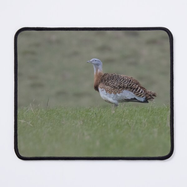 Item preview, Great Bustard designed and sold by LaurenTucker.