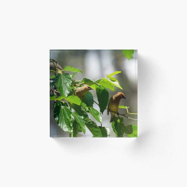 Item preview, Birds in a tree designed and sold by TinyDinoDesigns.