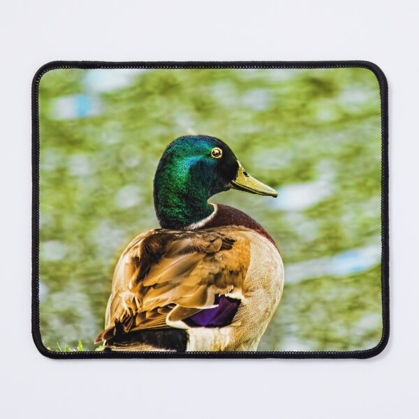 Item preview, Male Mallard Bokeh designed and sold by Kay Brewer.